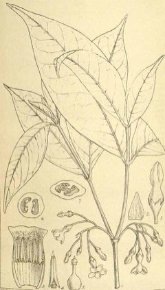 Tabernanthe iboga Iboga Tabernanthe iboga Iboga